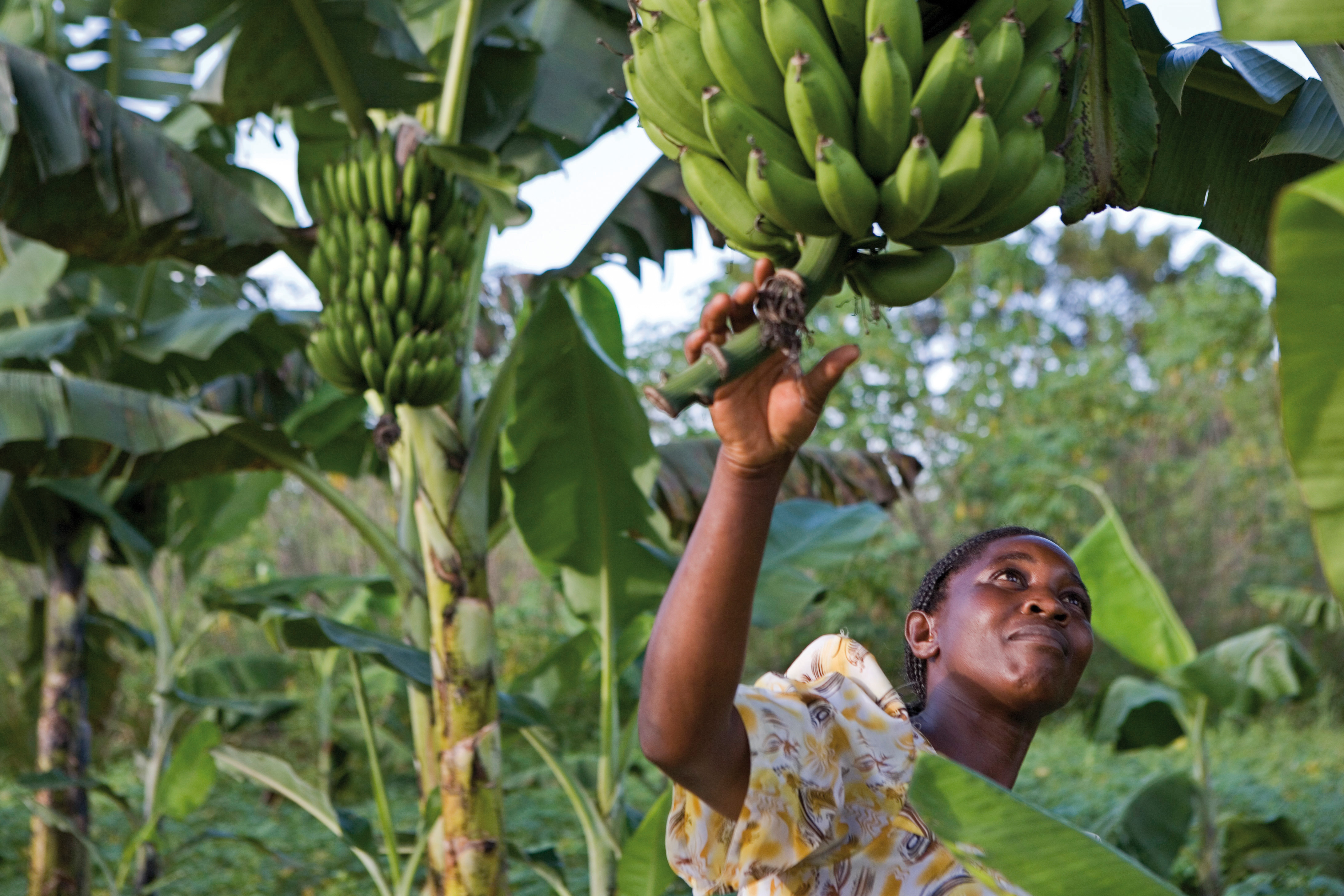 Kmetijska delavka v Ugandi pregleduje pridelek močnatih banan.