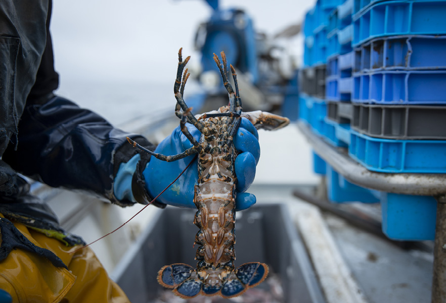 Een visser houdt een kreeft omhoog die hij aan boord van zijn vissersboot heeft gevangen