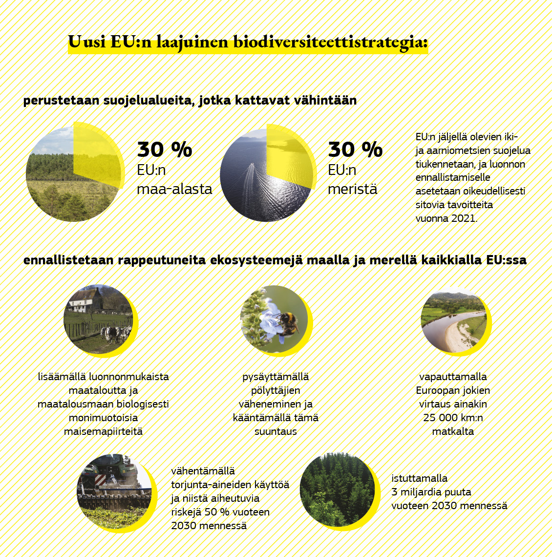 Infografiikka, joka osoittaa, mitä biodiversiteettistrategialla saavutetaan.