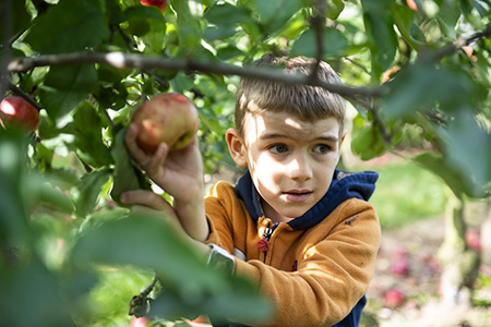 Ein Junge pflückt einen Apfel vom Baum und schaut durch das Blattwerk zur Seite.
