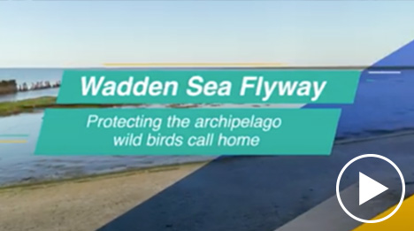 Een video over de Waddenzee, een belangrijk reservaat voor miljoenen trekvogels. Het laat zien hoe de EU Denemarken, Duitsland en Nederland helpt dit ecosysteem te beschermen met nieuwe monitoring- en beschermingsmethoden. Het project ondersteunt de biodiversiteit, pakt klimaatproblemen aan en zorgt ervoor dat de Waddenzee ook in de toekomst een veilig toevluchtsoord blijft.