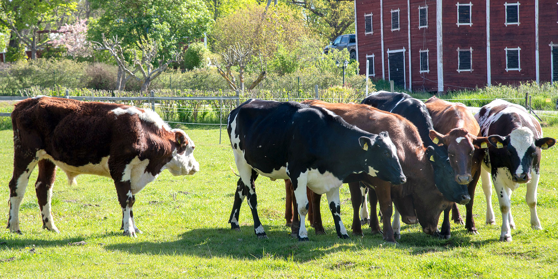 Koeien op een lichtgroen veld met bomen en op de achtergrond een rode schuur.
