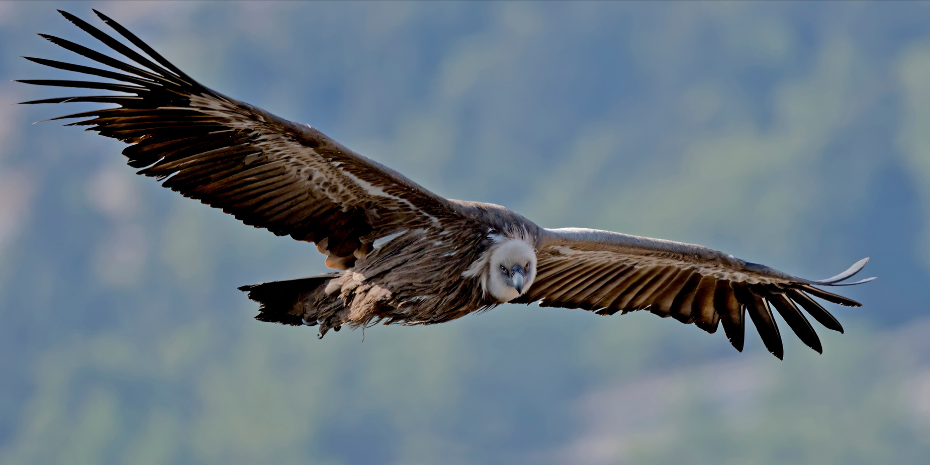 Een vale gier zweeft door de lucht.