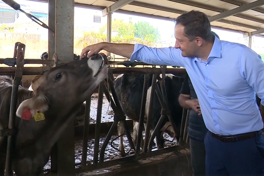 Christophe Hansen aait een koe in een schuur.