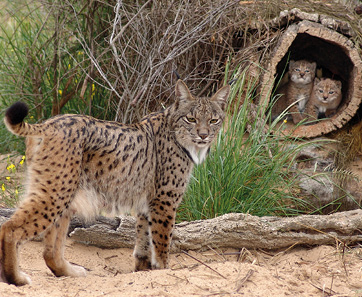 Ein Iberischer Luchs mit zwei Luchsjungen im Hintergrund schaut in die Kamera.